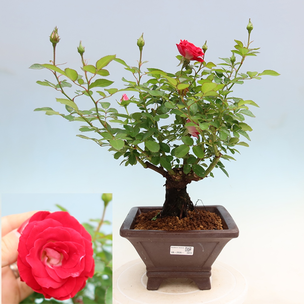 Bonsaï d'extérieur - Rosa Kordes - rose