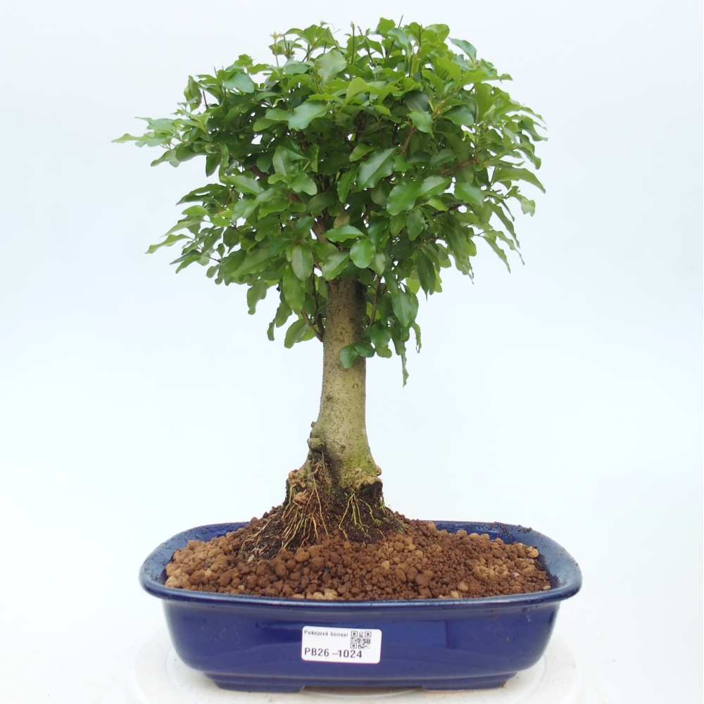 Bonsaï de chambre -Ligustrum chinensis - Bec d'oiseau