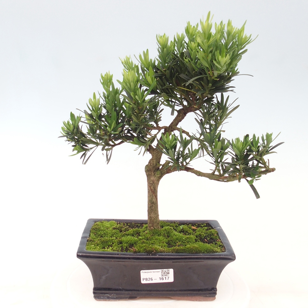 Salle bonsaï - Podocarpus - If en pierre