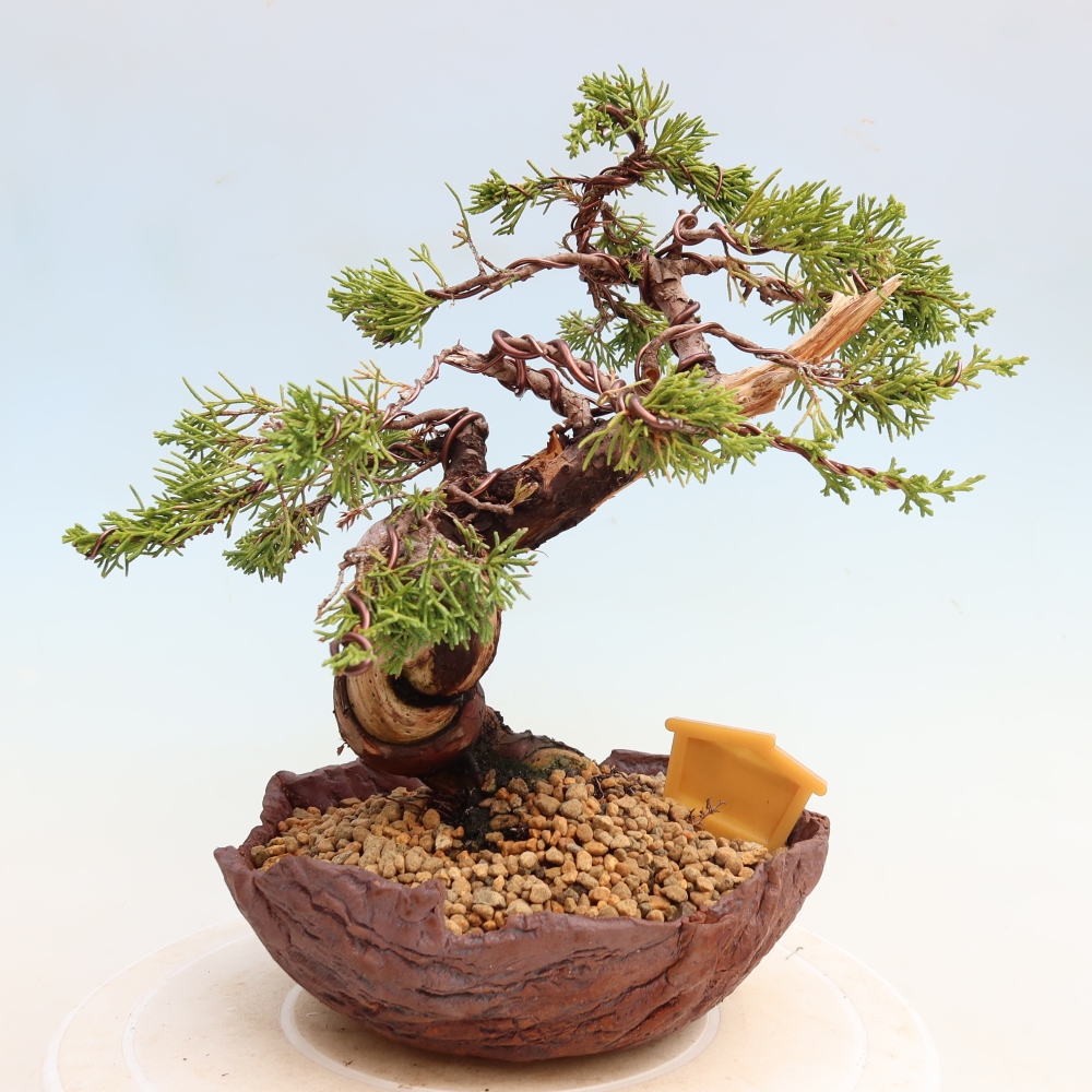 Bonsaï d'extérieur - Juniperus chinensis Itoigawa-Juniperus chinensis