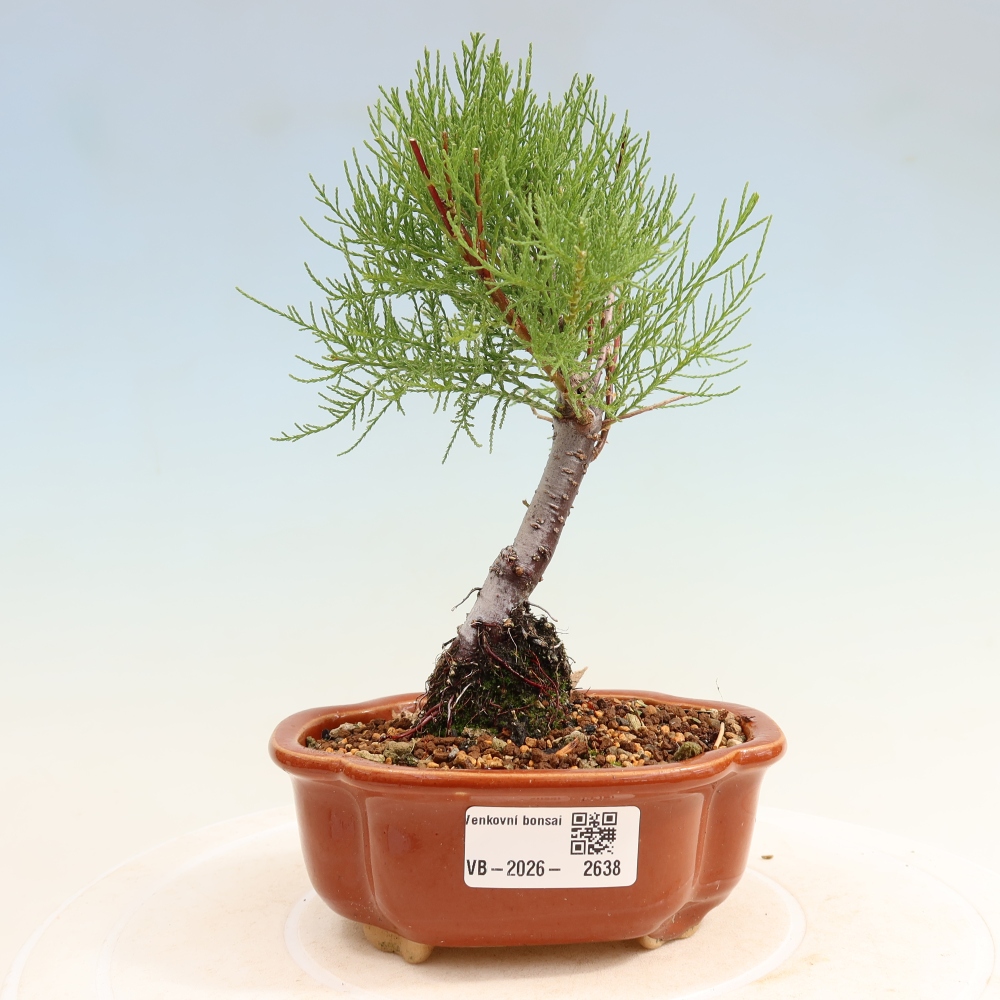Bonsaïs d'extérieur - Tamaris - Tamarix