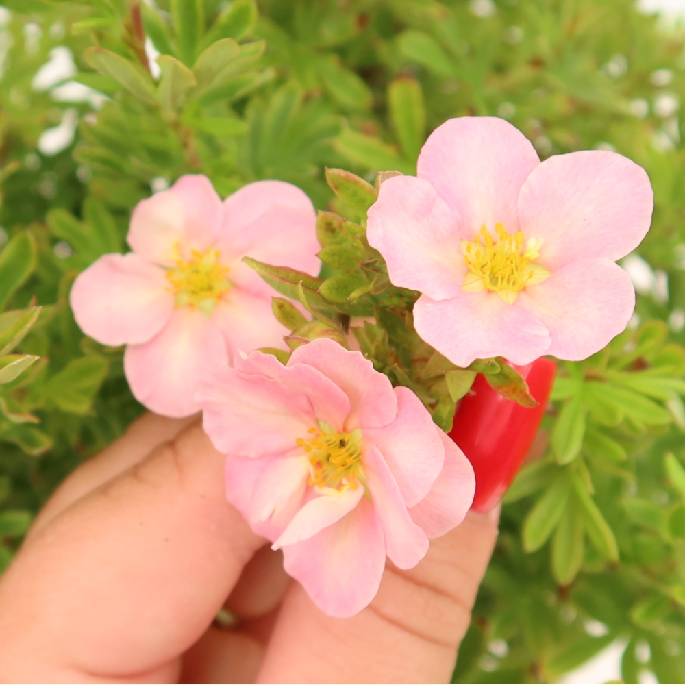 Bonsaï d'extérieur - Potentille arbustive - Potentilla fruticosa Bellissima