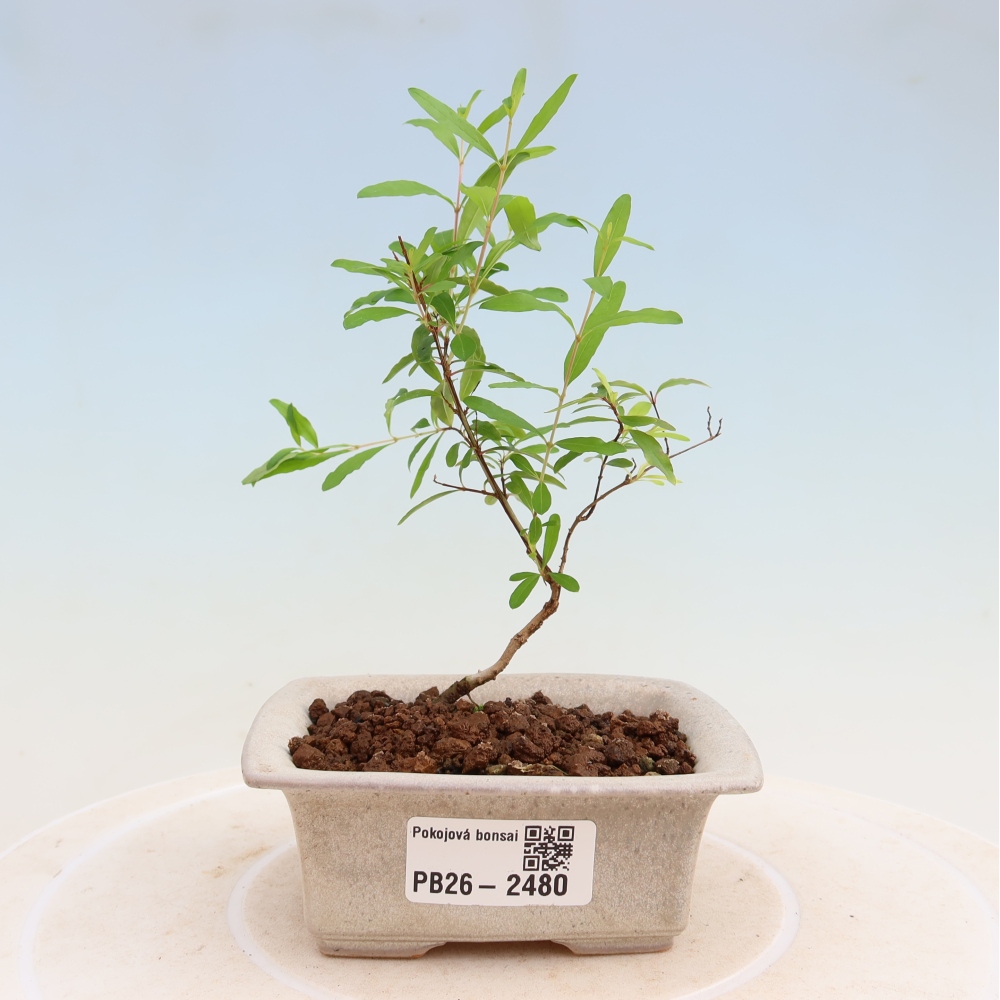 Bonsaï de chambre-PUNICA granatum nana-Pomme grenat