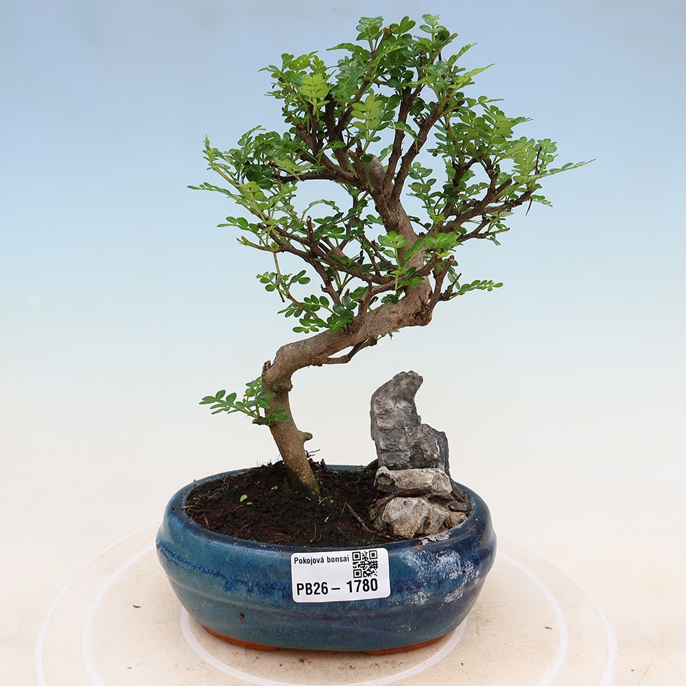 Salle bonsaï - Zantoxylum piperitum - arbre à poivre
