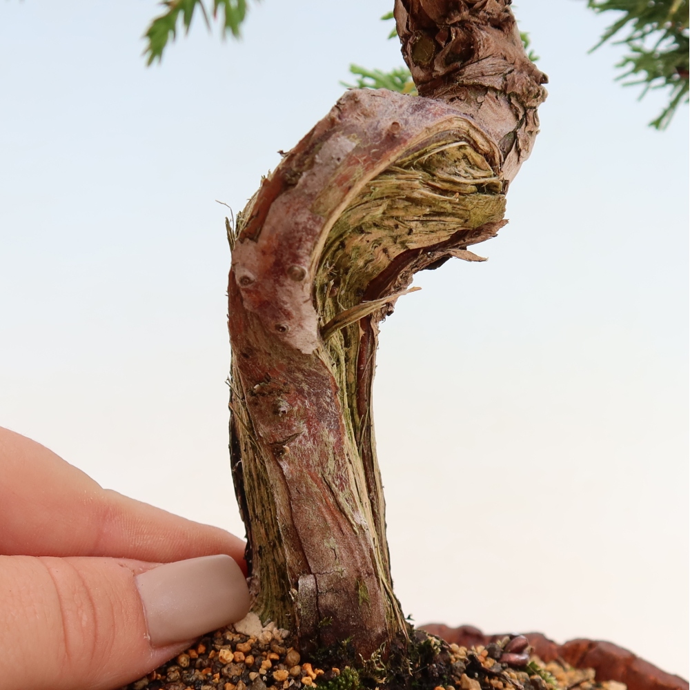 Bonsaï d'extérieur - Juniperus chinensis Itoigawa-Juniperus chinensis