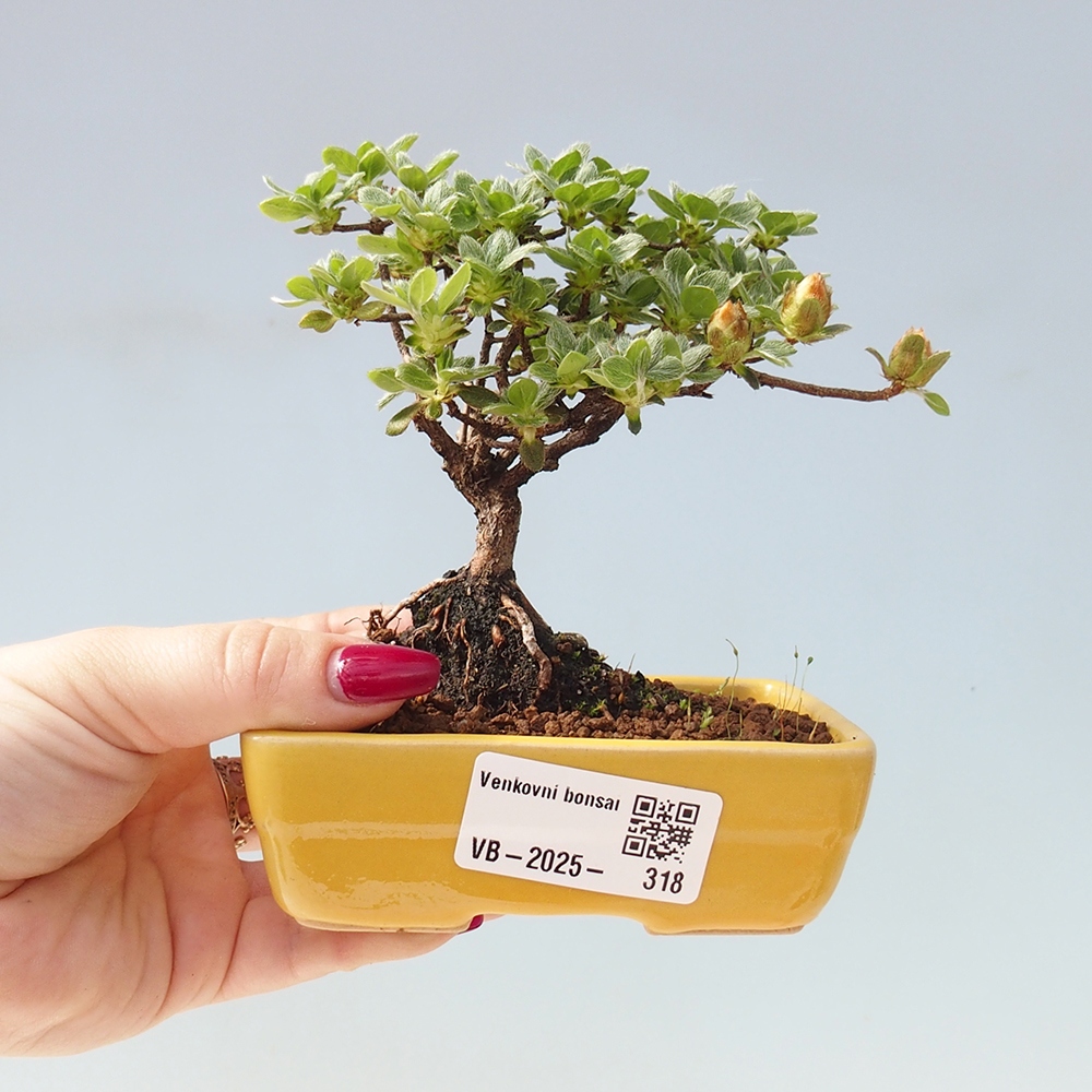 Bonsaï d'extérieur - Rhododendron indicum - Azalée japonaise