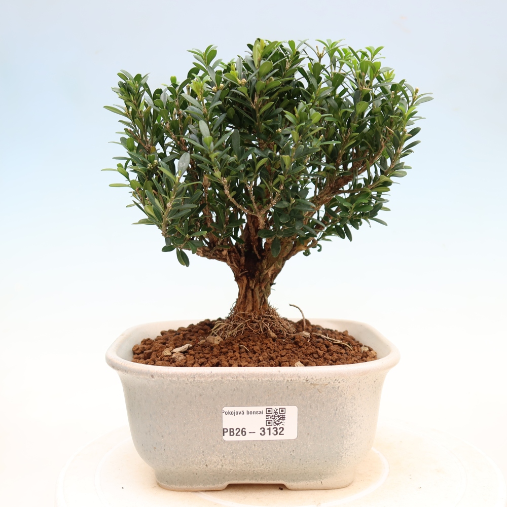 Bonsaï de chambre - Buxus harlandii - buxus liège