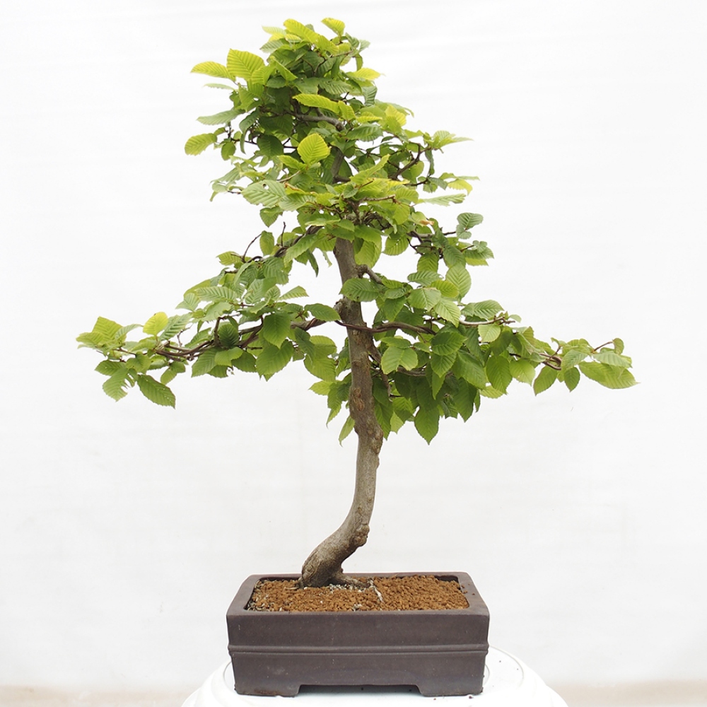 Bonsaï d'extérieur - Charme - Carpinus betulus