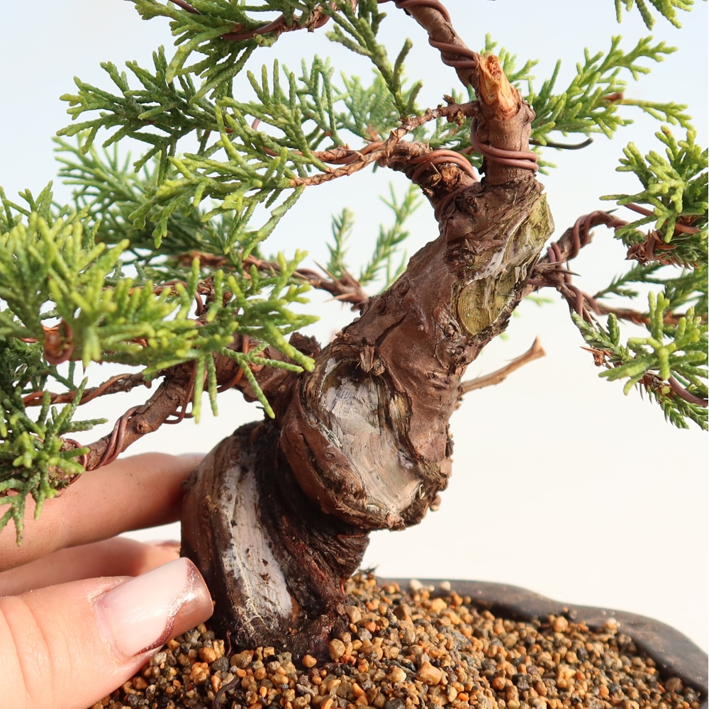Bonsaï d'extérieur - Juniperus chinensis Itoigawa
