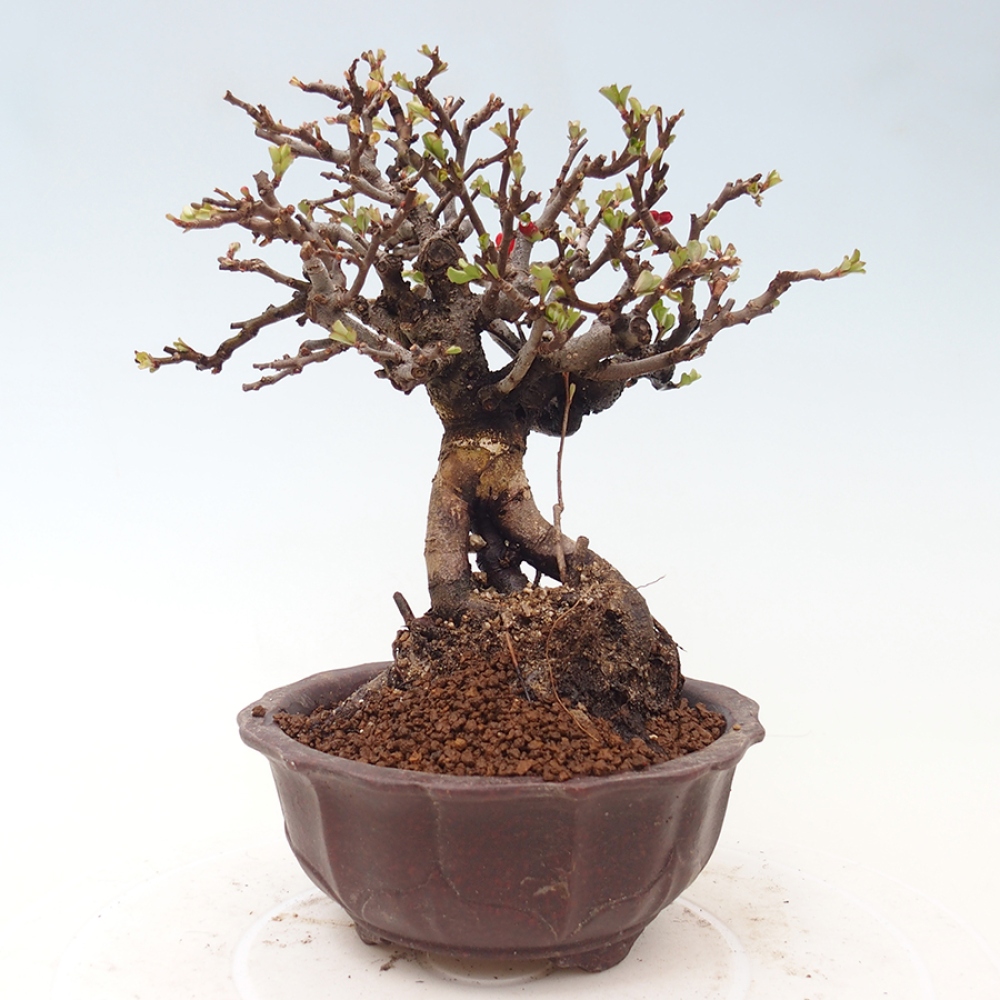 Bonsaï d'extérieur - Chaneomeles speciosa - Coing