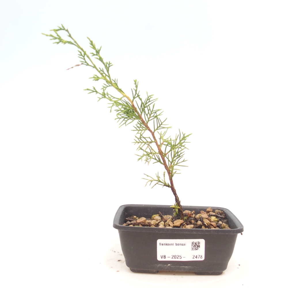 Bonsaï d'extérieur - Juniperus chinensis Itoigawa