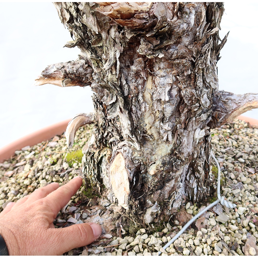 Pinus sylvestris Espagne - pin sylvestre