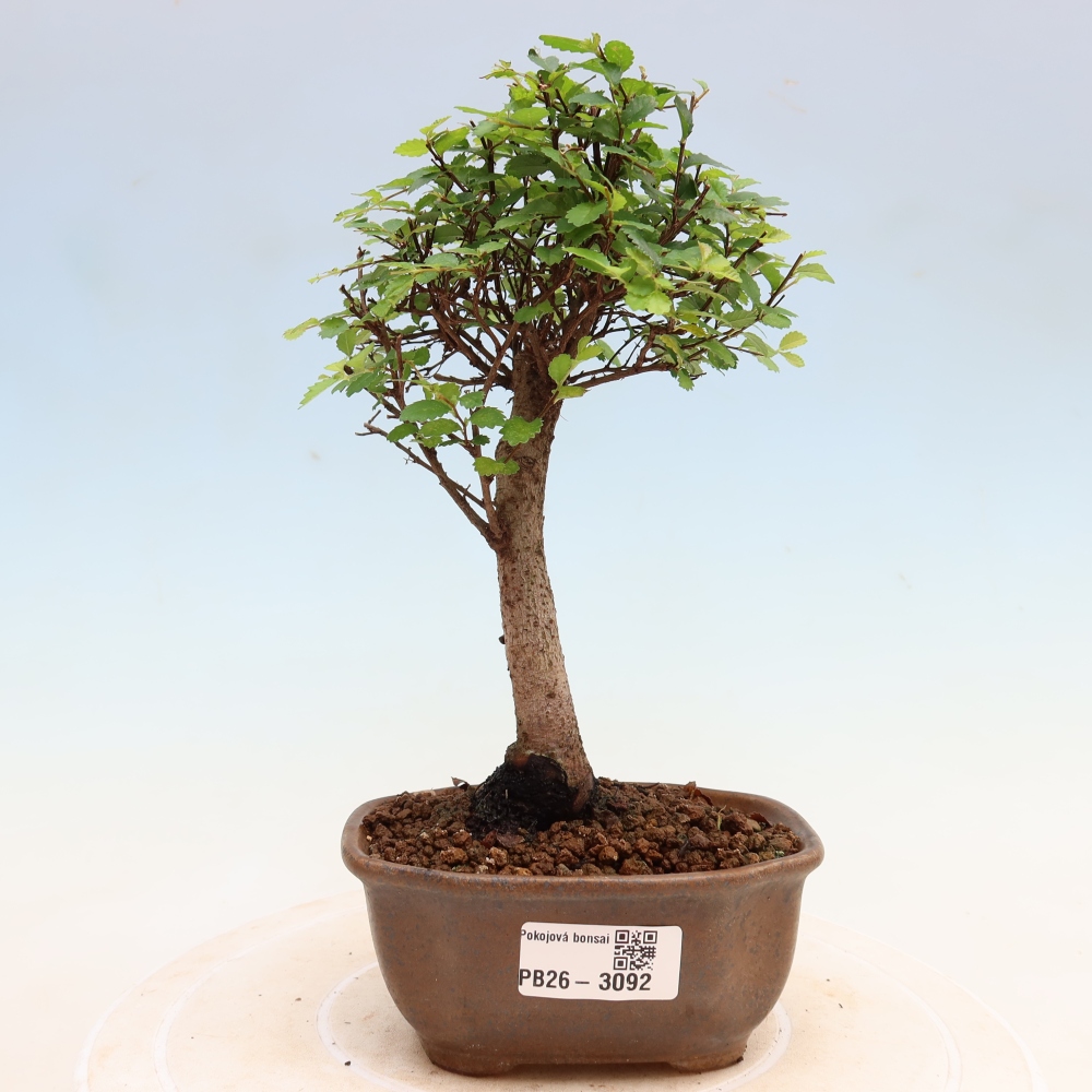Bonsaï de chambre - Ulmus parvifolia - Orme à petites feuilles