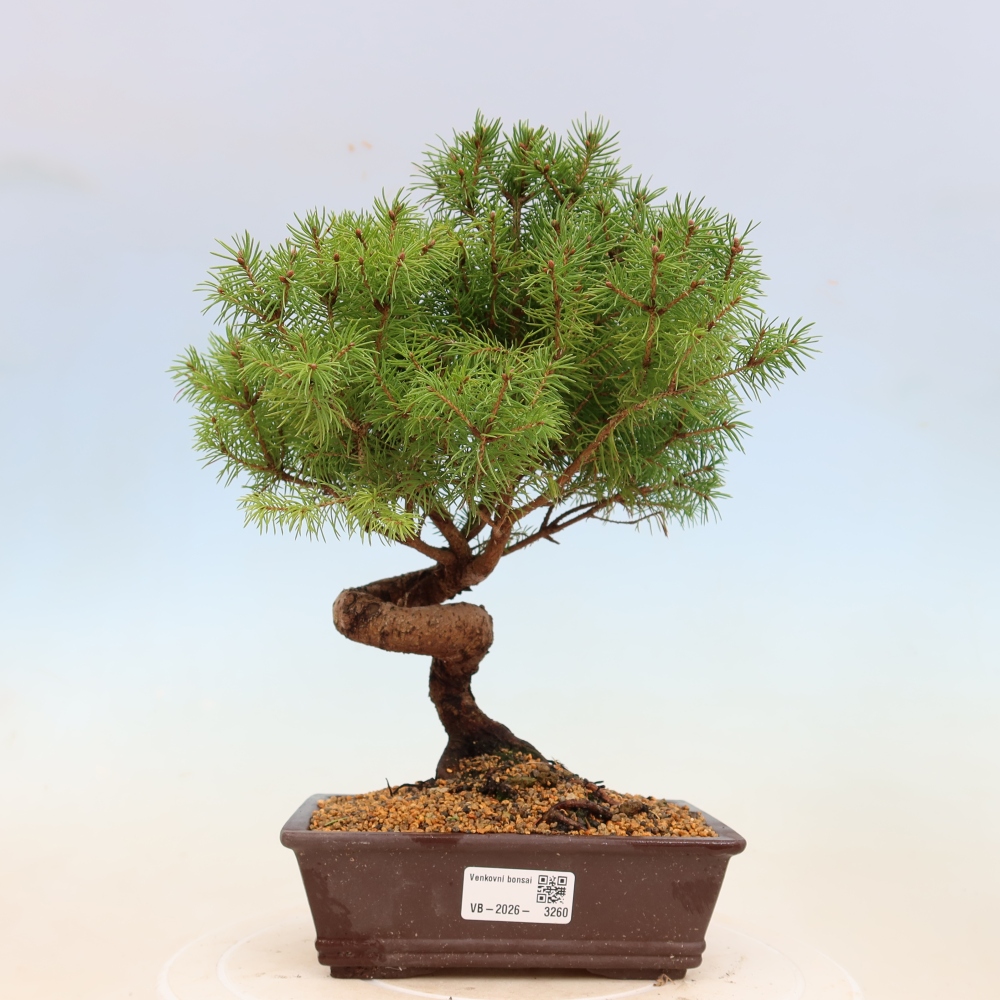 Bonsaï d'extérieur - Épicéa - Picea glauca globe