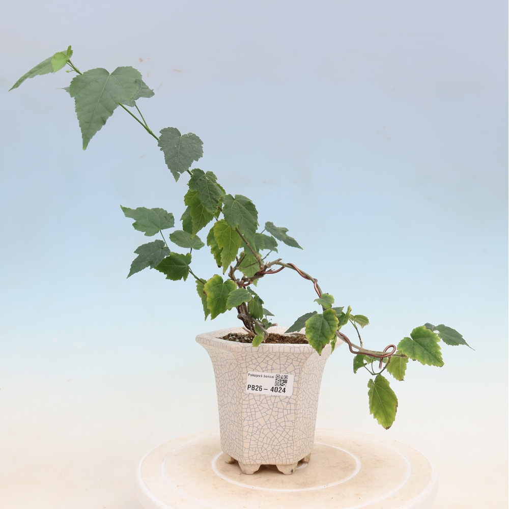 Bonsaï d'intérieur - Abutilon Big Bell - Cloudberry
