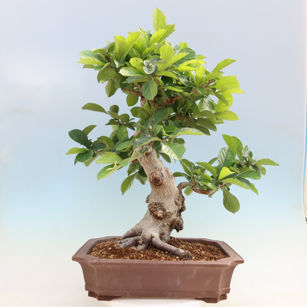 Bonsaï d'extérieur - Photinia villosa