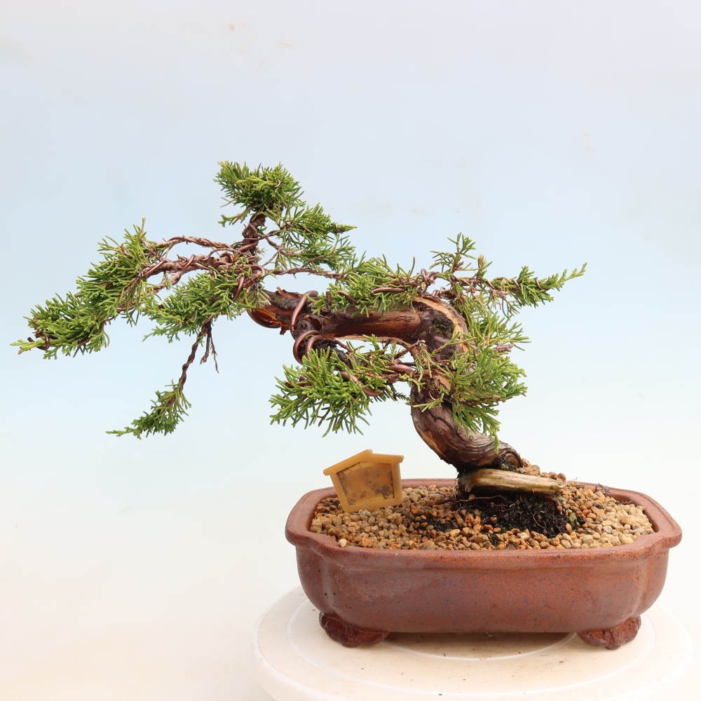 Bonsaï d'extérieur - Juniperus chinensis Itoigawa-Juniperus chinensis