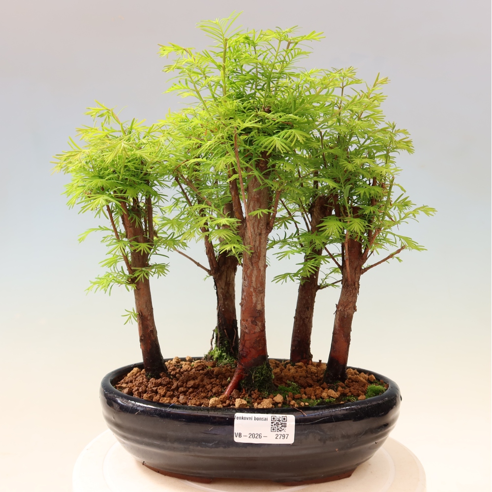 Bonsaï d'extérieur - Metasequoia glyptostroboides - Métaséquoia de Chine - petit bosquet