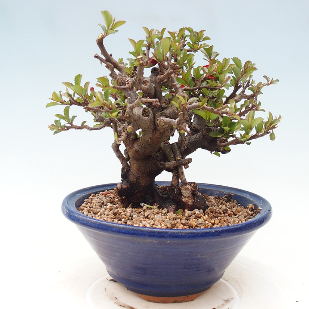 Bonsaï d'extérieur - Chaneomeles speciosa - Coing