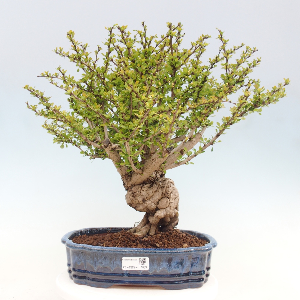 Bonsaï d'extérieur - Berberis coreana