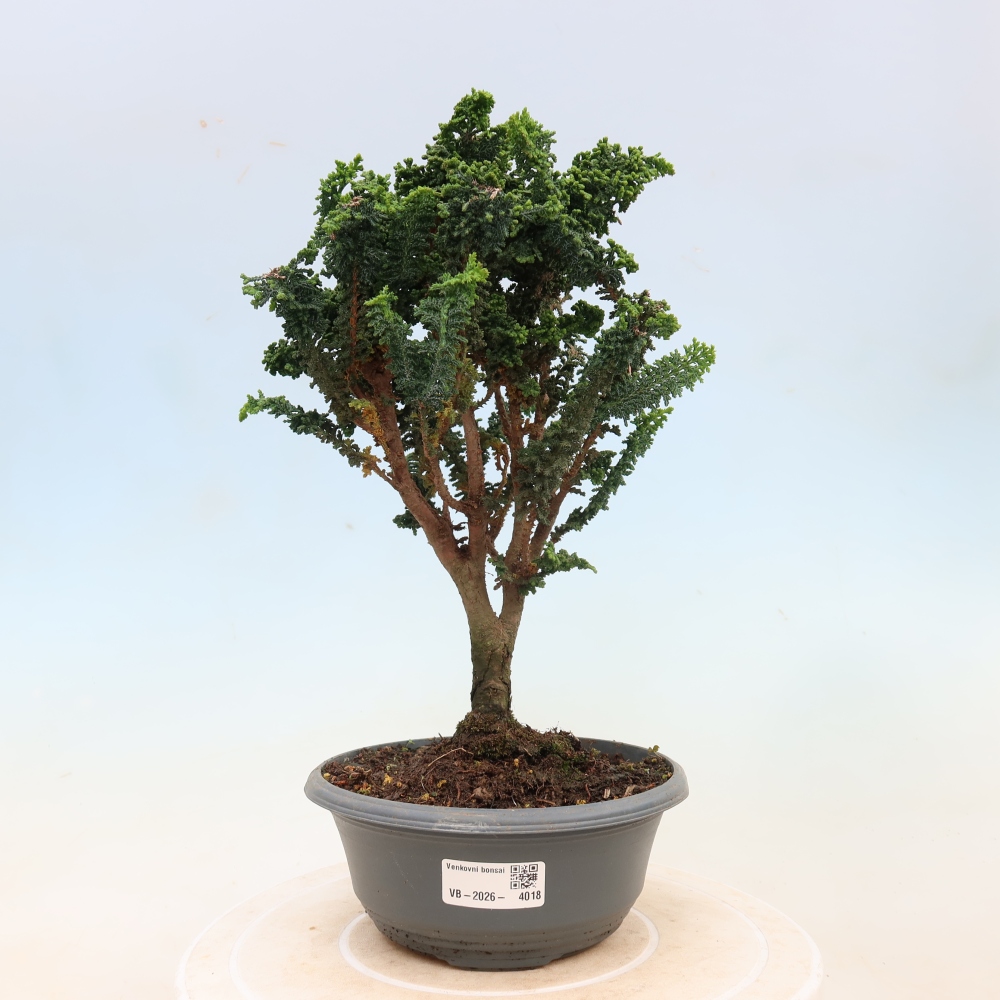 Bonsaï d'extérieur - Cham. obtusa SEKKA HINOKI - Cyprès
