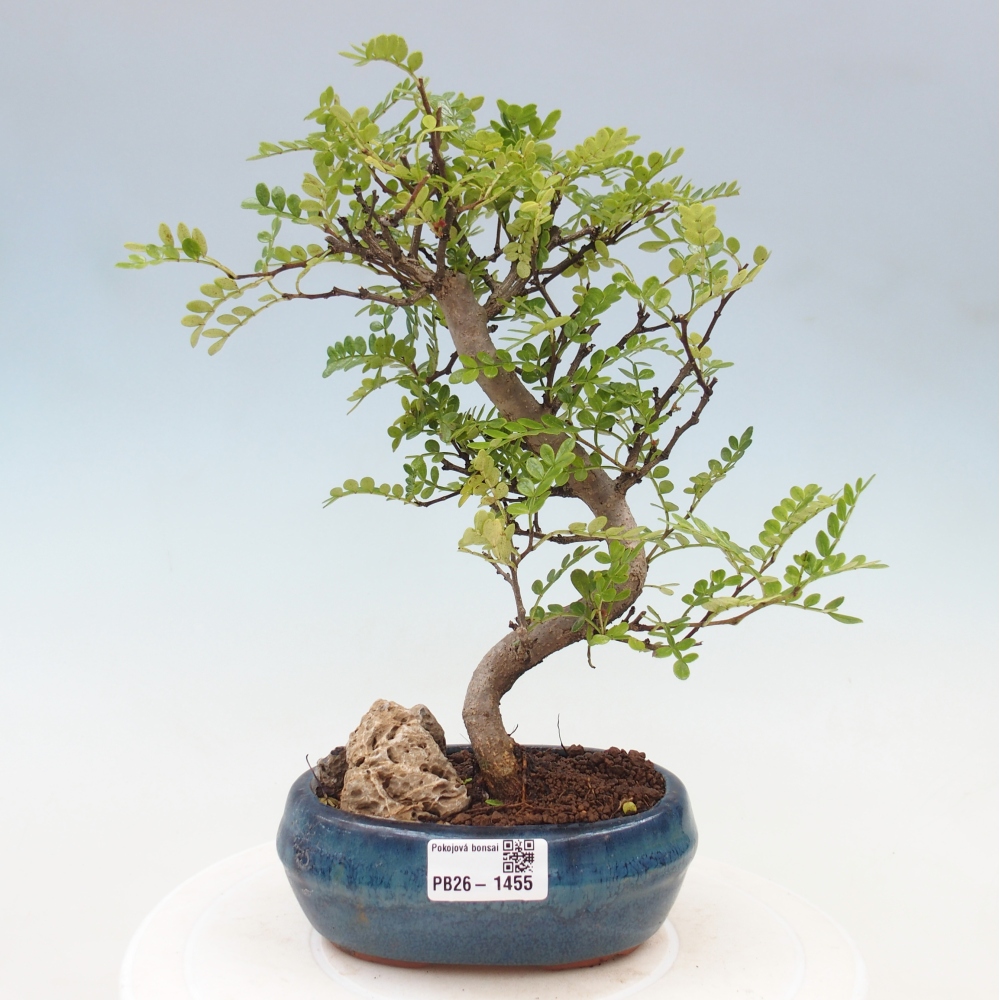 Salle bonsaï - Zantoxylum piperitum - arbre à poivre