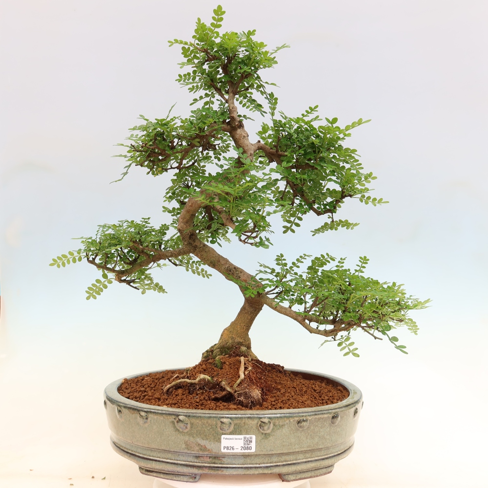 Salle bonsaï - Zantoxylum piperitum - arbre à poivre