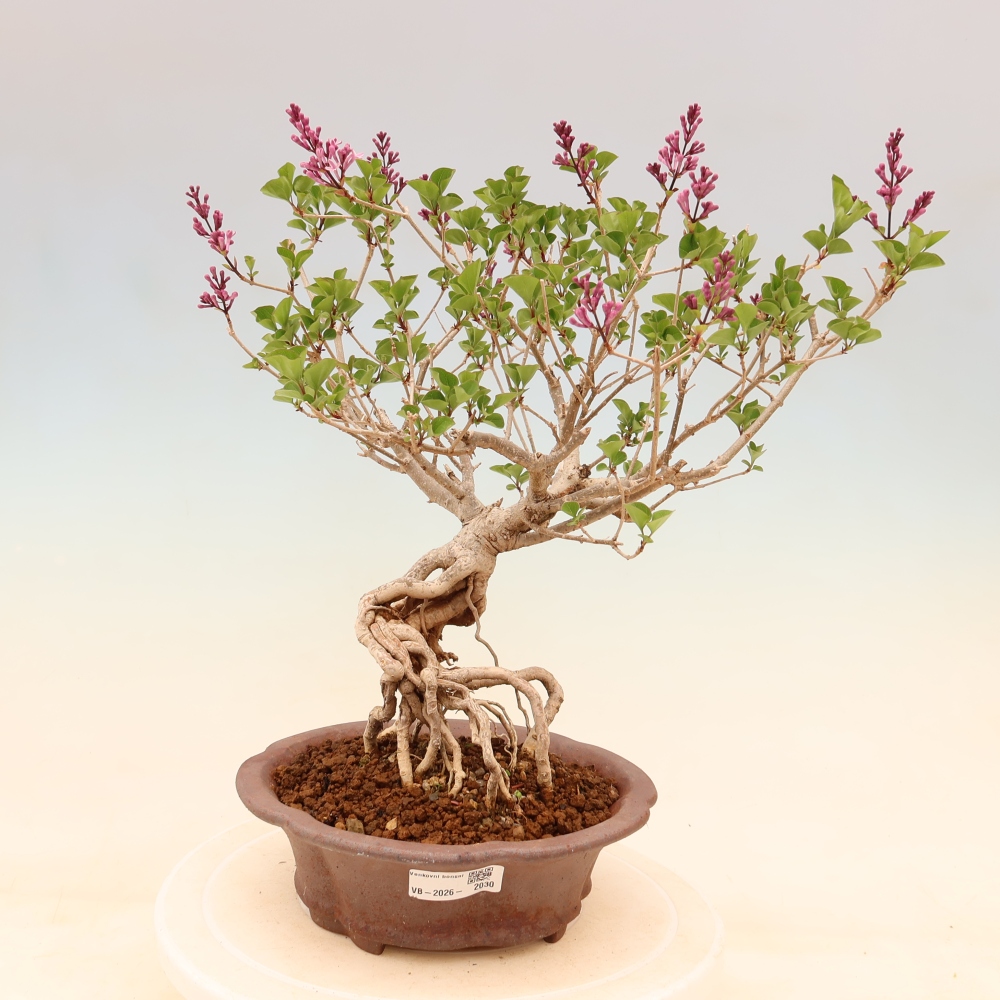 Bonsaï d'extérieur - Syringa microphylla - lilas à petites fleurs