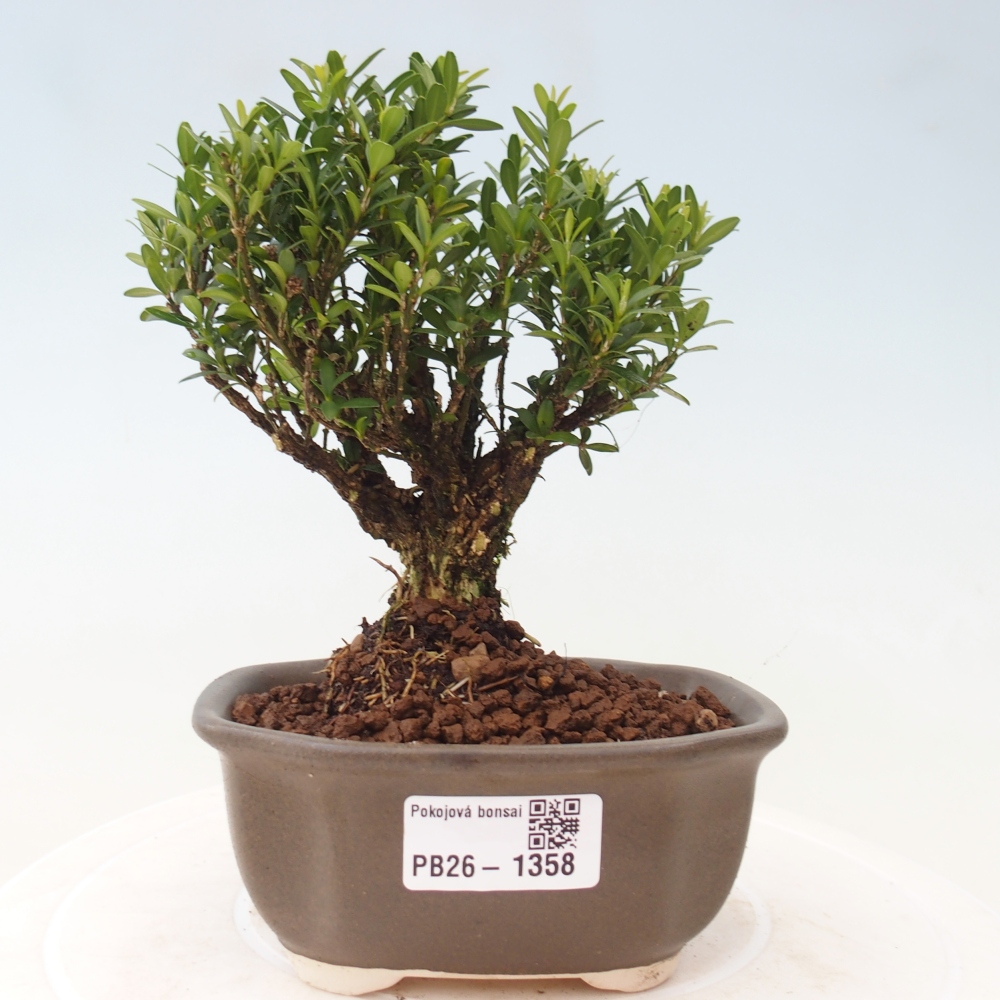 Bonsaï de chambre - Buxus harlandii - buxus liège