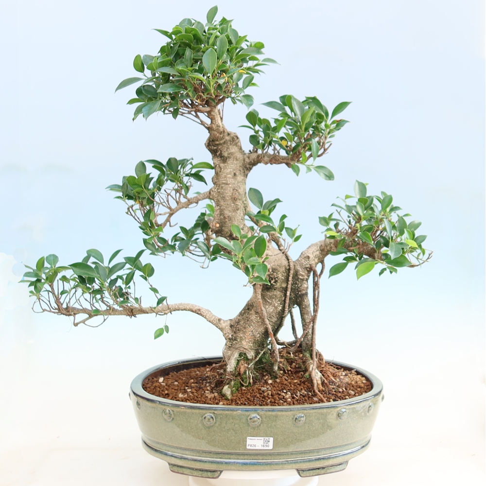 Salle bonsaï - Ficus kimmen - ficus à petites feuilles