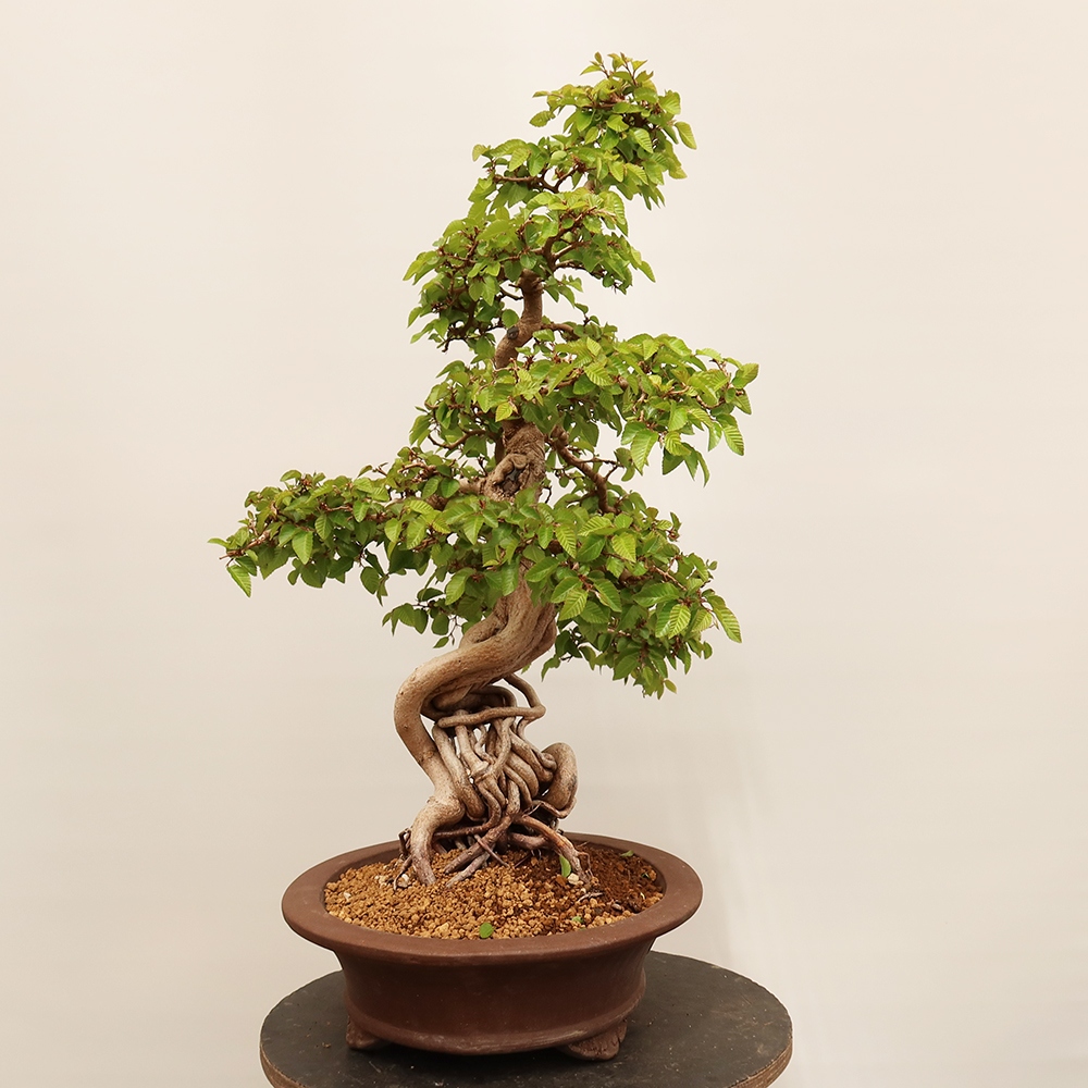 Bonsaï d'extérieur -Carpinus Coreana - Charme de Corée