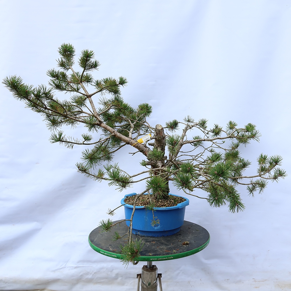 Pinus sylvestris Espagne - pin sylvestre