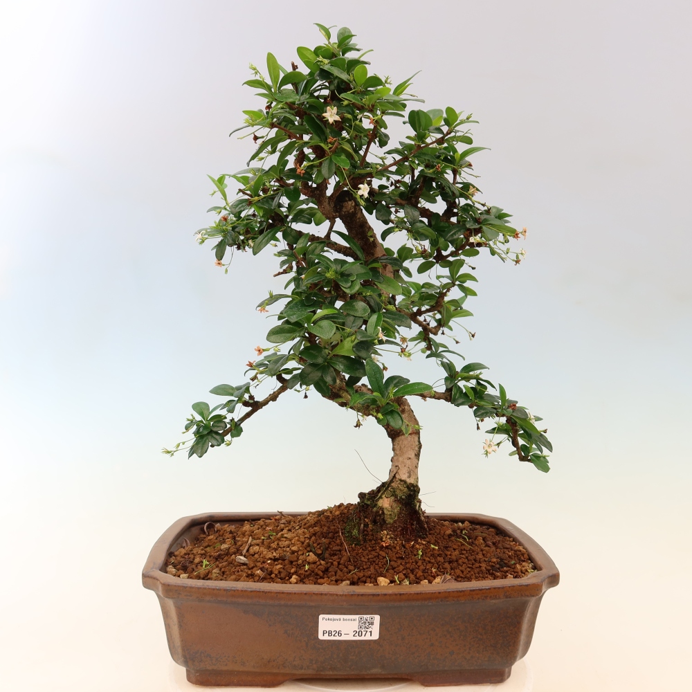 Bonsaï de chambre - Carmona macrophylla - Tea fuki