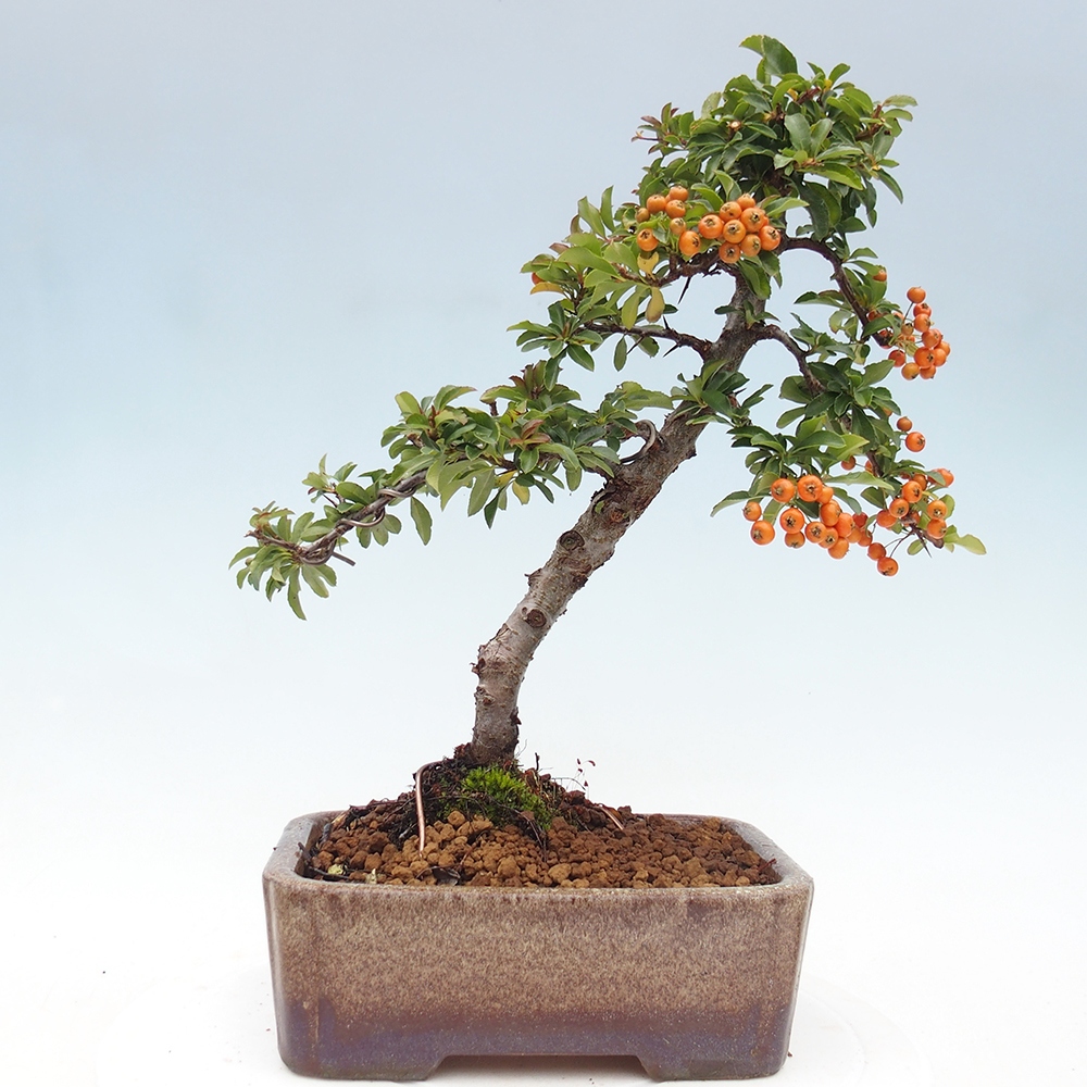 Bonsaï d'extérieur-Pyracantha Teton -Hlox