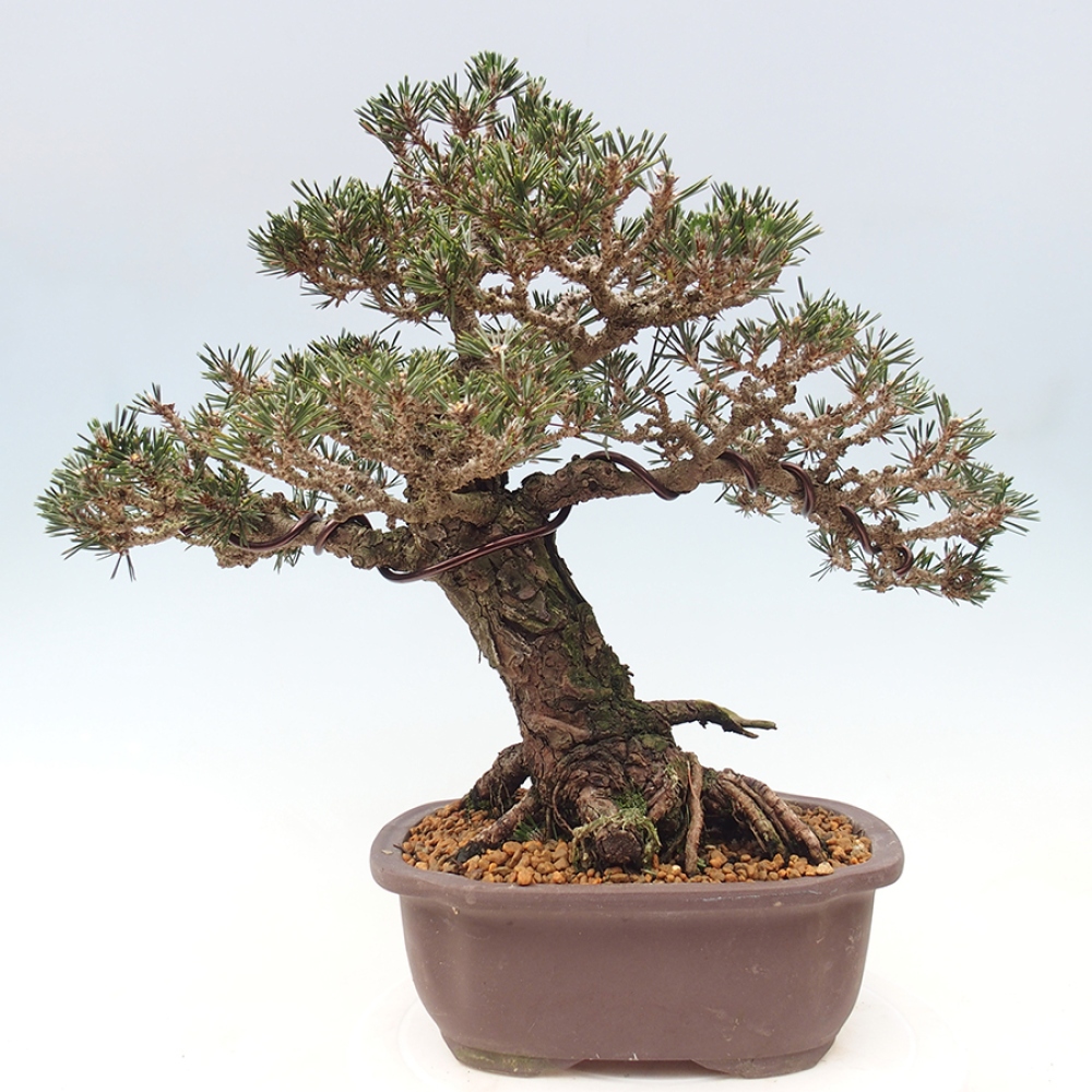 Bonsaï d'extérieur - Pinus thunbergii Kotobuki - Pin de Thunberg