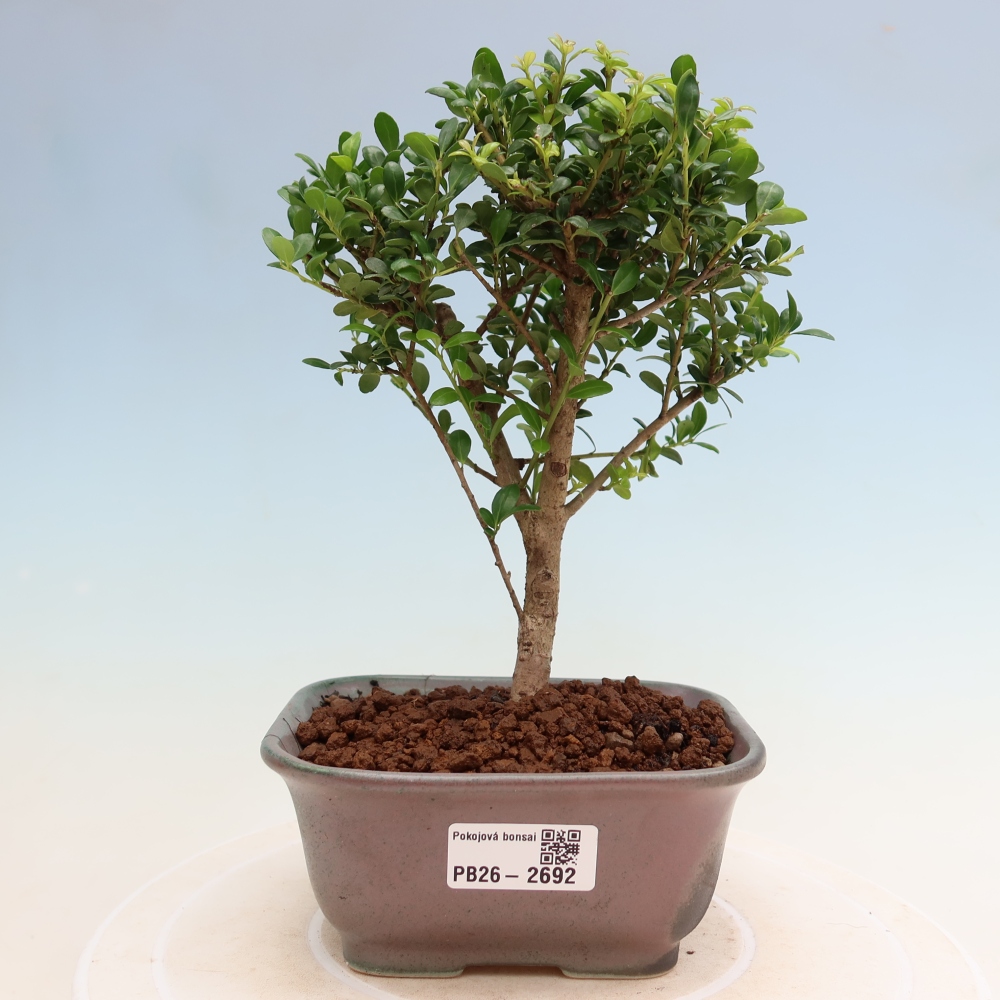 Bonsaï de chambre - Ilex crenata - Houx