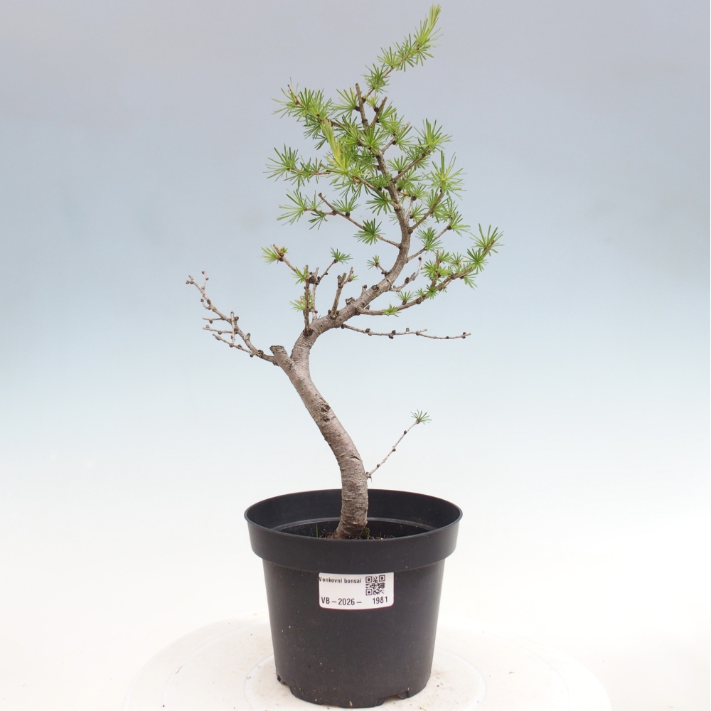 Bonsaï d'extérieur -Larix decidua - Mélèze