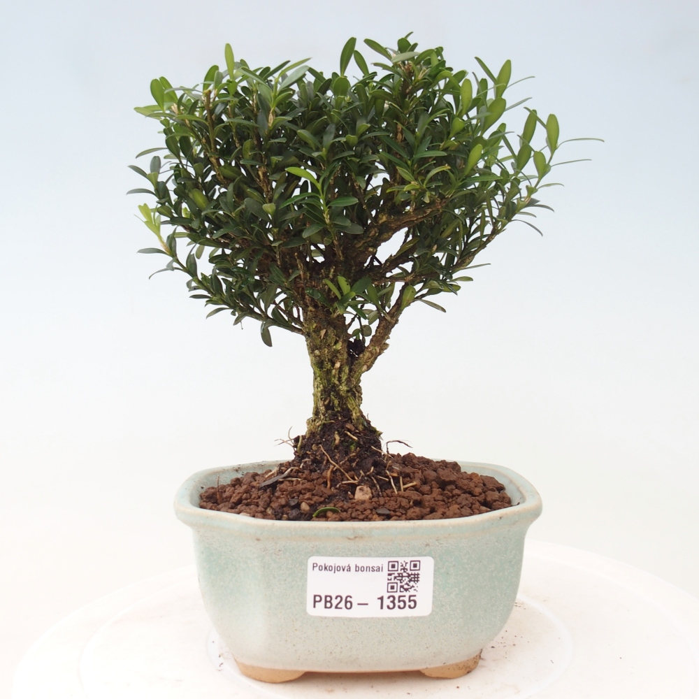 Bonsaï de chambre - Buxus harlandii - buxus liège