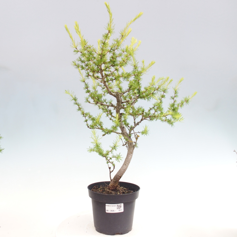 Bonsaï d'extérieur -Larix decidua - Mélèze