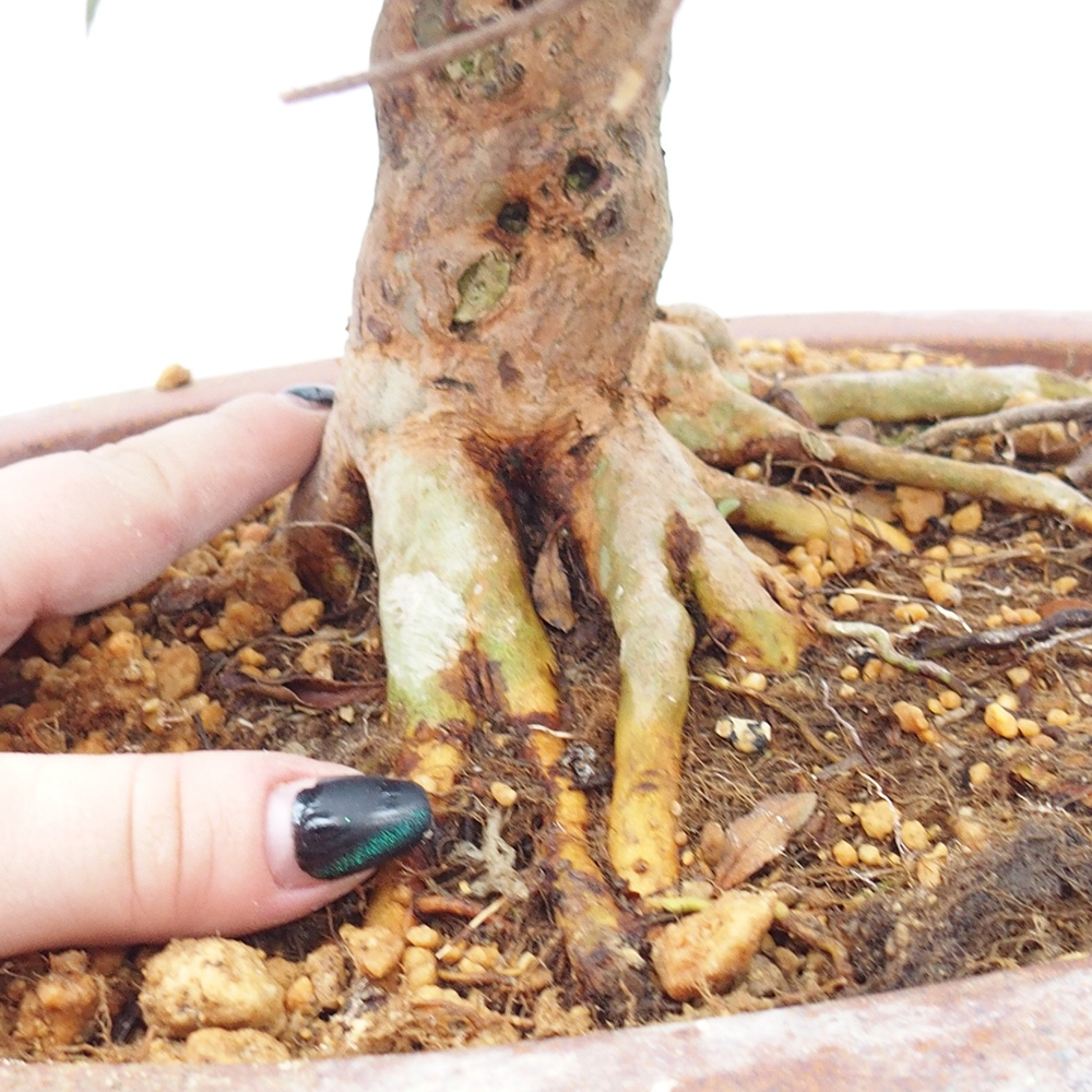 Bonsaï d'extérieur - Azalée japonaise - Azalea Hanatsuzuri