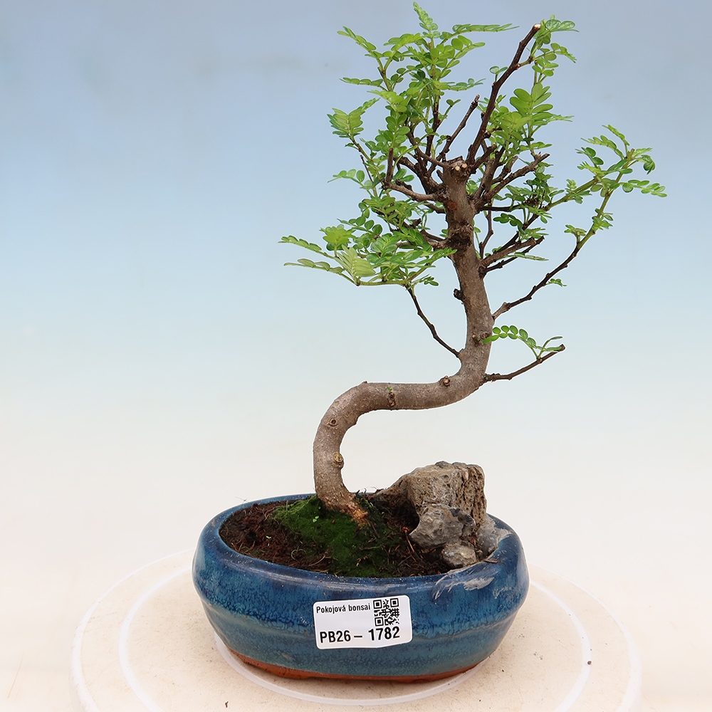 Salle bonsaï - Zantoxylum piperitum - arbre à poivre