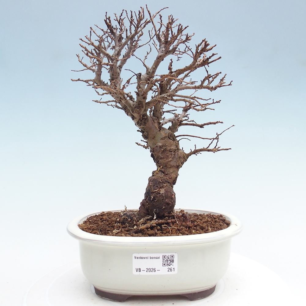 Bonsaï d'extérieur - Zelkova - Zelkova NIRE
