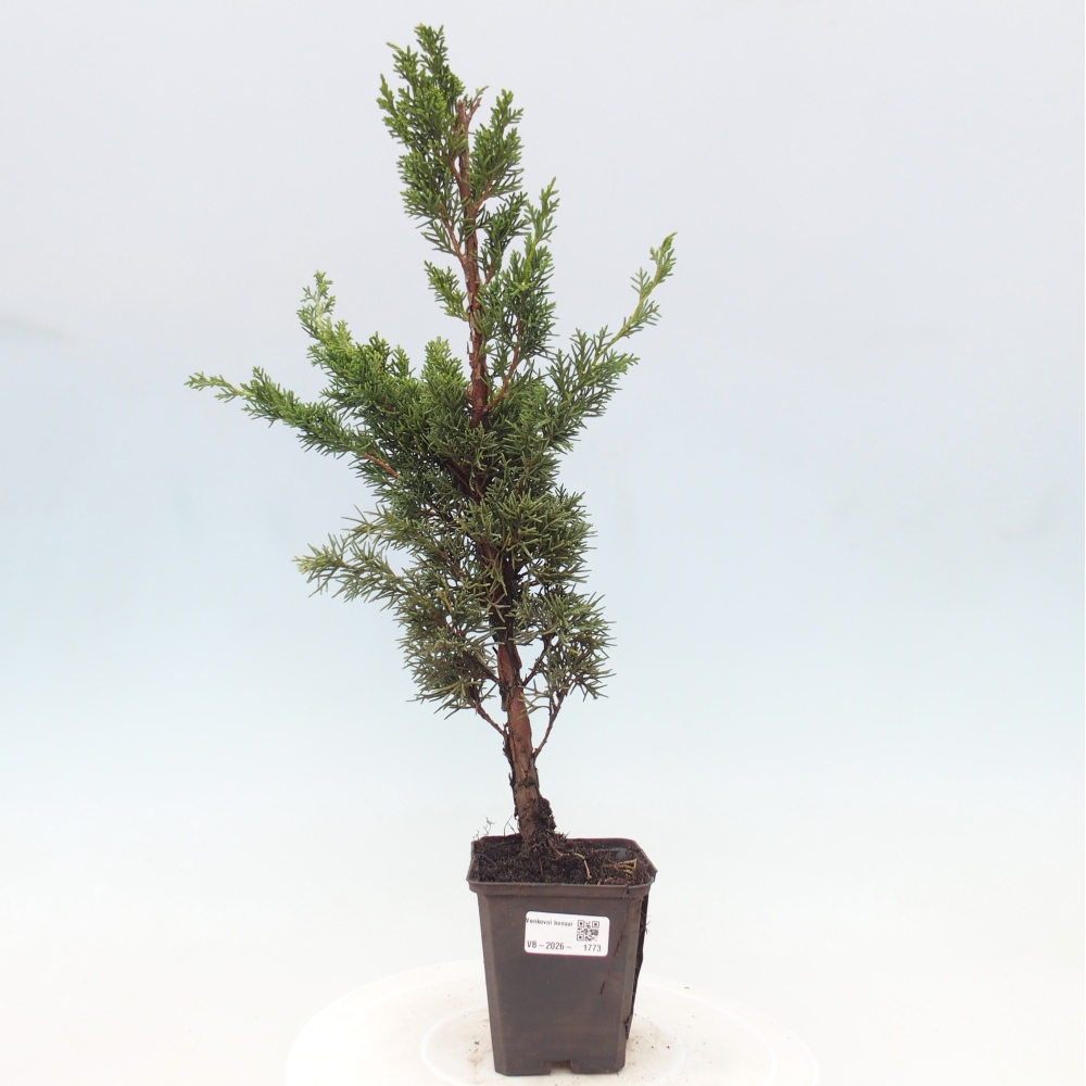 Bonsaï d'extérieur - Juniperus chinensis Kishu