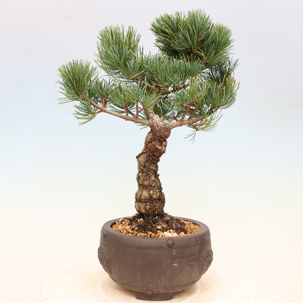 Bonsaï d'extérieur - Pinus parviflora - Pinus parviflora