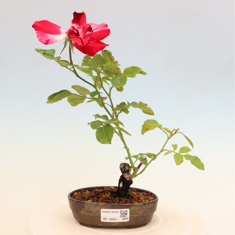 Bonsaï d'extérieur - Rosa Kordes - rose