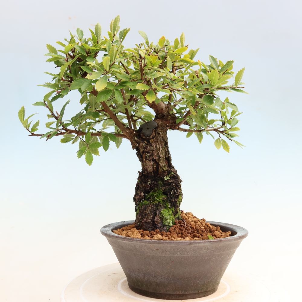 Bonsaï d'extérieur - Zelkova - Zelkova NIRE