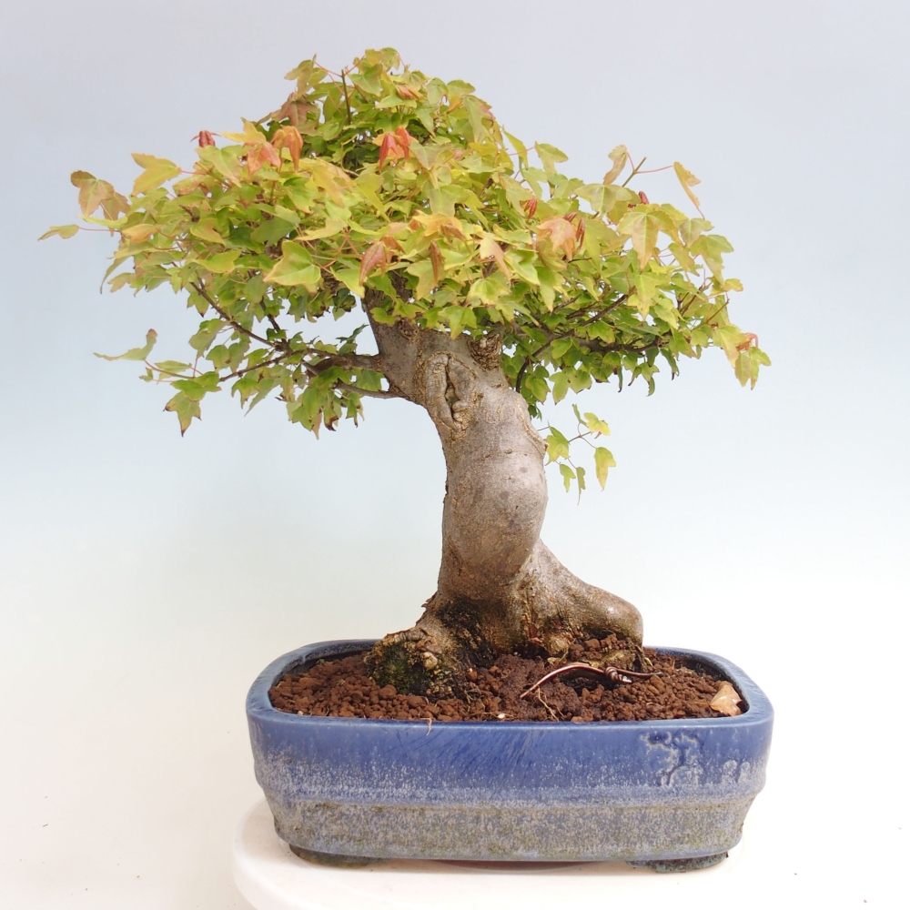 Bonsaï d'extérieur - Acer Buergerianum - Burger Maple