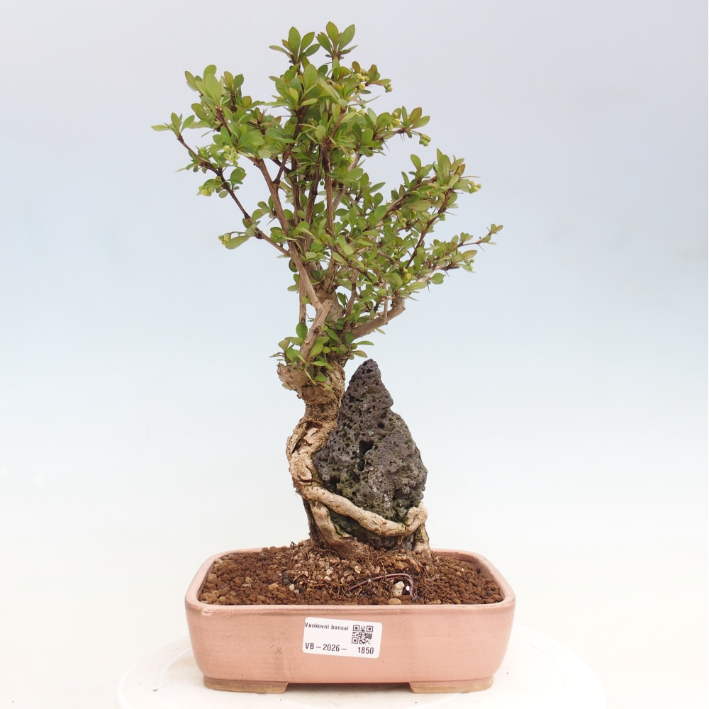 Bonsaï d'extérieur - Berberis coreana