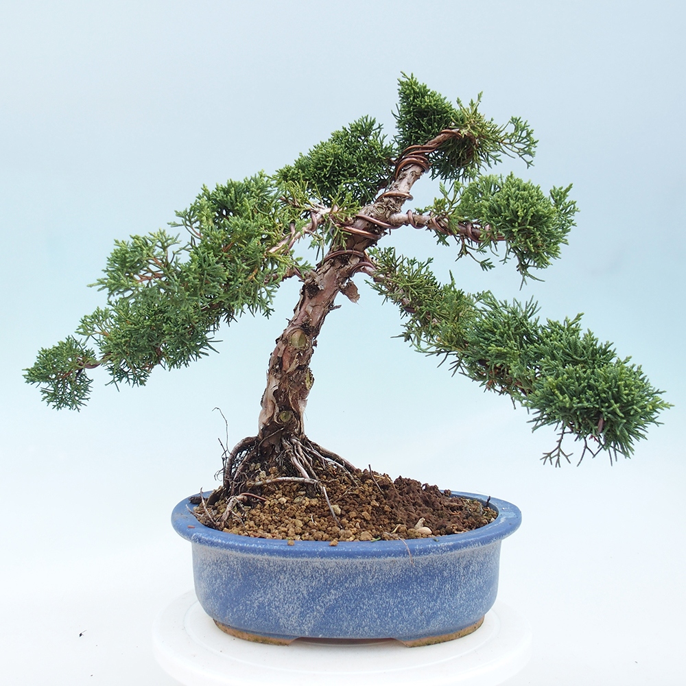 Bonsaï d'extérieur - Juniperus chinensis Kishu
