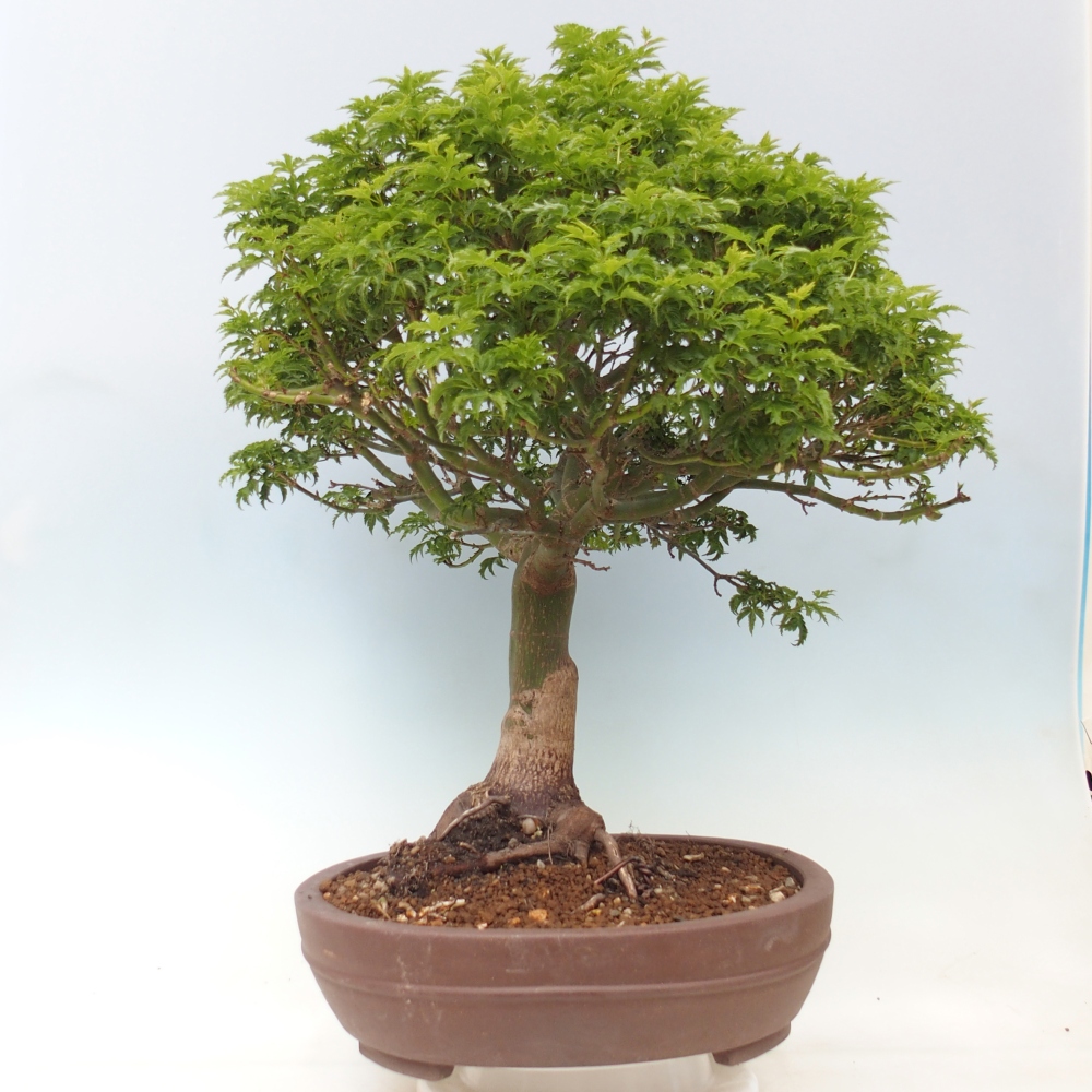 Bonsaï d'extérieur -Javor palm Acer palmatum Shishigashira
